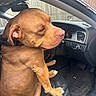 animal, brown_dog, canine, car, car_interior, car_seat, collar, dashboard, dog, dog_sitting, fence, indoors, leather_seat, paw, pet, relaxed, seat, steering_wheel, vehicle, window