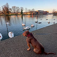 Kush is registered to the contest to win money with this photo: dog, brown_dog, sitting, leash, river, swans, water, trees, building, sky, clear_sky, sunset, pavement, nature, outdoor, reflection, wildlife, calm, animal, daytime
