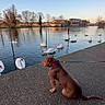 dog, brown_dog, sitting, leash, river, swans, water, trees, building, sky, clear_sky, sunset, pavement, nature, outdoor, reflection, wildlife, calm, animal, daytime