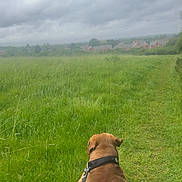 Kush joined the competition — help win amazing prizes! animal, brown_dog, canine, cloudy_sky, dog, field, grass, greenery, leash, nature, outdoor, overcast, path, pets, rural, scenic, summer, travel, village, walking