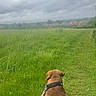 animal, brown_dog, canine, cloudy_sky, dog, field, grass, greenery, leash, nature, outdoor, overcast, path, pets, rural, scenic, summer, travel, village, walking