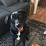 animal, black_dog, canine, carpet, couch, dog, domestic_animal, floor, furniture, happy, home, indoor, interior, living_room, looking_up, mammal, pet, sitting, tongue_out, wooden_floor