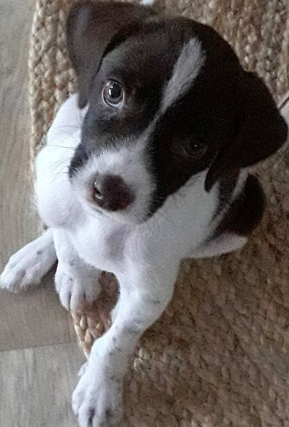 Rebelle participe au concours pour gagner de l'argent avec cette photo : art, canidae, carnivore, companion_dog, dog, dog_breed, fur, irishjacks, non_sporting_group, paw, snout, sporting_group, street_dog, terrestrial_animal, whiskers, working_animal