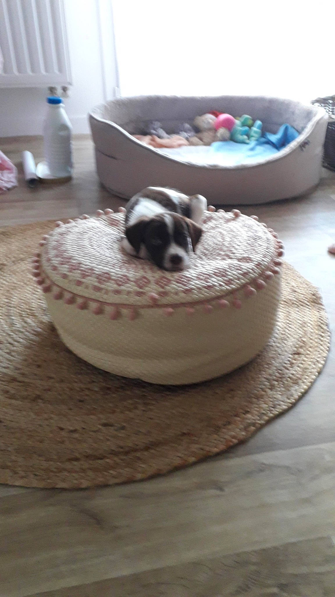 Rebelle a rejoint le concours — aidez-le/la à gagner de superbes lots ! baked_goods, carnivore, cat_supply, comfort, companion_dog, dessert, dog_breed, dog_supply, felidae, flooring, food, fur, hardwood, ingredient, linens, paw, pet_supply, recipe, sporting_group, sweetness