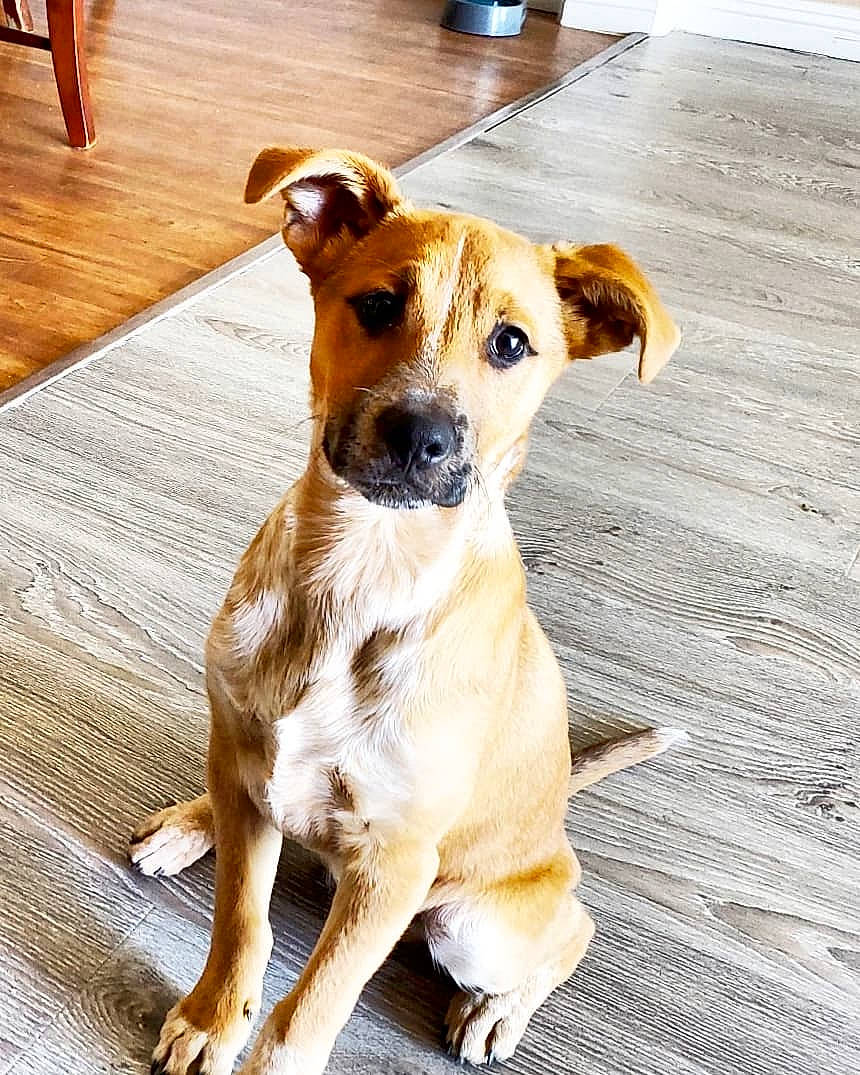 Logan joined the competition — help win amazing prizes! canidae, carnivore, collar, companion_dog, dog, dog_breed, dog_collar, fawn, flooring, fur, hardwood, paw, snout, sporting_group, street_dog, terrier, whiskers, wood, wood_flooring, working_animal
