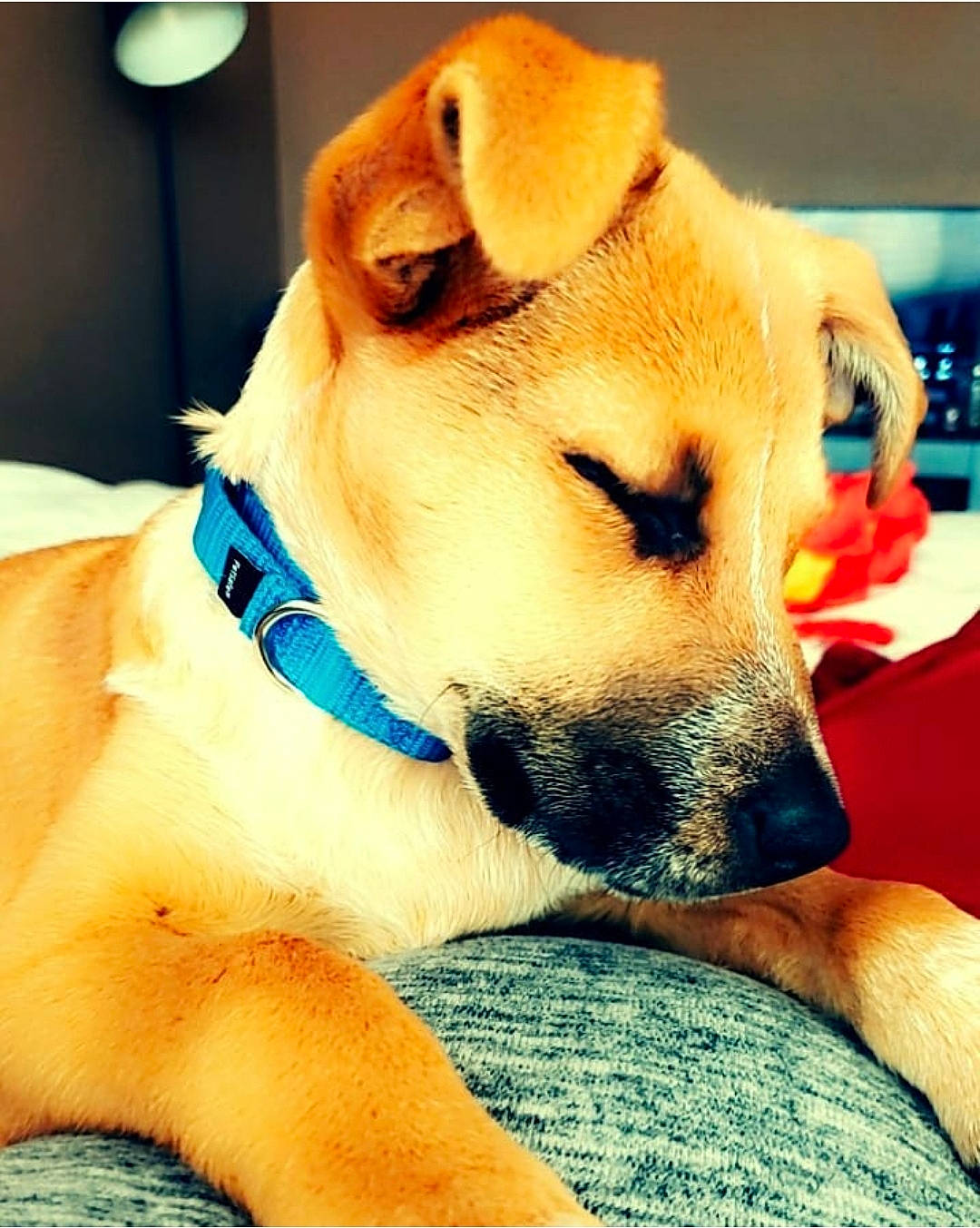 Logan joined the competition — help win amazing prizes! canidae, carnivore, collar, comfort, companion_dog, dog, dog_breed, dog_collar, dog_supply, ear, fawn, fur, non_sporting_group, paw, pet_supply, snout, sporting_group, whiskers, working_animal