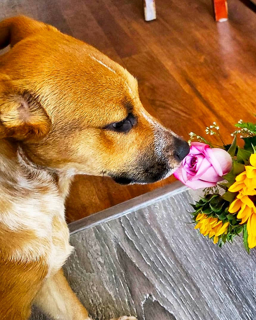 Logan joined the competition — help win amazing prizes! annual_plant, canidae, carnivore, companion_dog, cut_flowers, dog, dog_breed, fawn, flooring, flower, flower_arranging, fur, hardwood, petal, plant, rose, snout, sporting_group, whiskers, wood