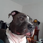 Pablo a rejoint le concours — aidez-le/la à gagner de superbes lots ! animal, calm, canine, close_up, companion, decor, dog, domestic, furniture, gray_coat, household, indoor, lamp, living_room, looking_away, pet, portrait, relaxed, table, white_coat