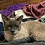 cat, siamese_cat, bed, blanket, person, legs, cozy, indoor, furniture, purple_blanket, gray_blanket, wooden_headboard, relaxed, pet, whiskers, feline, comfort, domestic, resting, sleepy