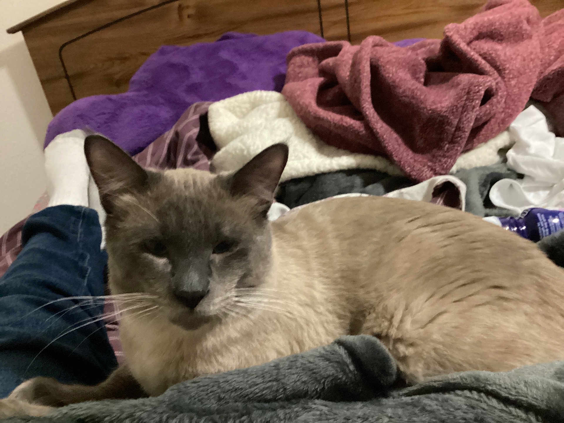 Smokey joined the competition — help win amazing prizes! cat, siamese_cat, bed, blanket, person, legs, cozy, indoor, furniture, purple_blanket, gray_blanket, wooden_headboard, relaxed, pet, whiskers, feline, comfort, domestic, resting, sleepy