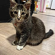 Kava is registered to the contest to win money with this photo: animal, bell, cat, collar, curious, cute, domestic, ears, floor, fur, household, indoor, kitten, mammal, pet, striped, tabby, tail, whiskers, young