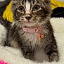 kitten, cat, pet, animal, collar, fluffy, cute, indoor, bed, pink, white, fur, whiskers, closeup, young, domestic, feline, resting, cozy, adorable