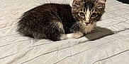 Kava is registered to the contest to win money with this photo: animal, bed, blanket, cat, curious, cute, domestic, ears, eyes, feline, fur, indoor, kitten, pet, quilt, resting, small, soft, whiskers, young