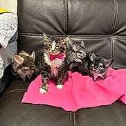 Kava joined the competition — help win amazing prizes! animal_group, bow_tie, cat, chinchilla, close_up, couch, cozy, cute, domestic_animal, ears, furniture, furry, indoor, leather_sofa, pet, pets, pink_blanket, portrait, sitting, whiskers