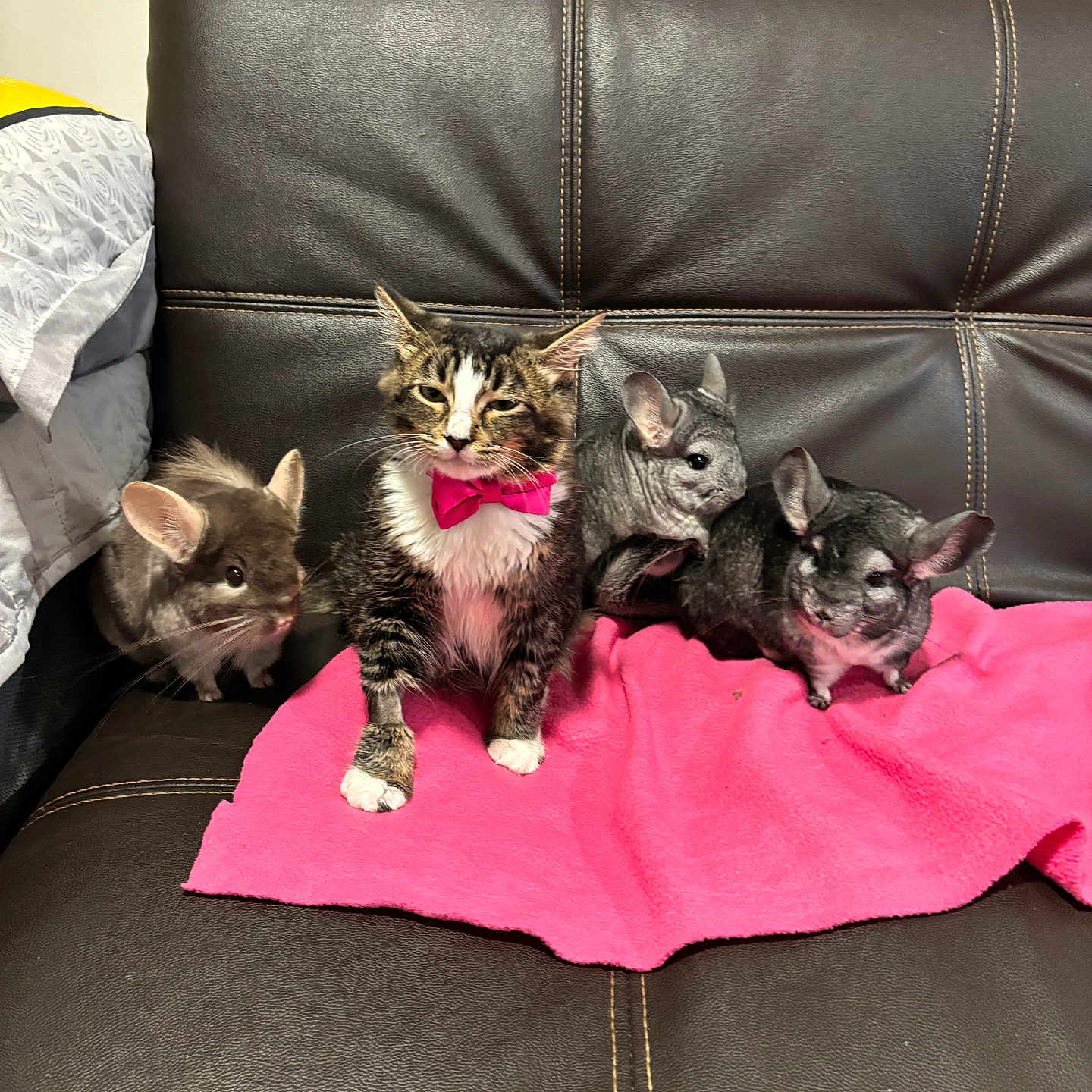 Kava joined the competition — help win amazing prizes! animal_group, bow_tie, cat, chinchilla, close_up, couch, cozy, cute, domestic_animal, ears, furniture, furry, indoor, leather_sofa, pet, pets, pink_blanket, portrait, sitting, whiskers