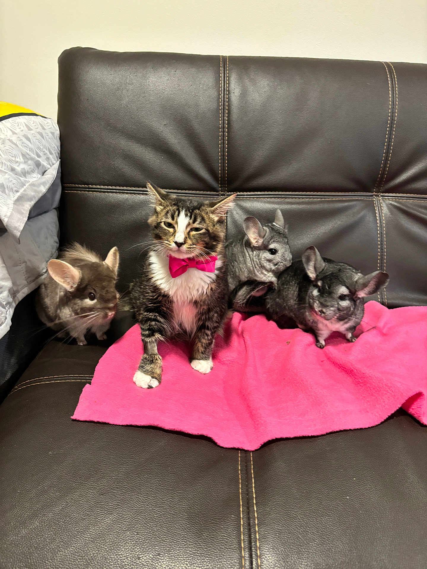 Kava joined the competition — help win amazing prizes! animal_group, bow_tie, cat, chinchilla, close_up, couch, cozy, cute, domestic_animal, ears, furniture, furry, indoor, leather_sofa, pet, pets, pink_blanket, portrait, sitting, whiskers