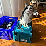 cat, toolbox, blue_crate, batteries, wooden_floor, sunlight, indoor, pet, furniture, parquet_floor, black_and_white_cat, household, domestic_animal, resting_cat, window_light, shadow, kitten, home_interior, cozy, cute