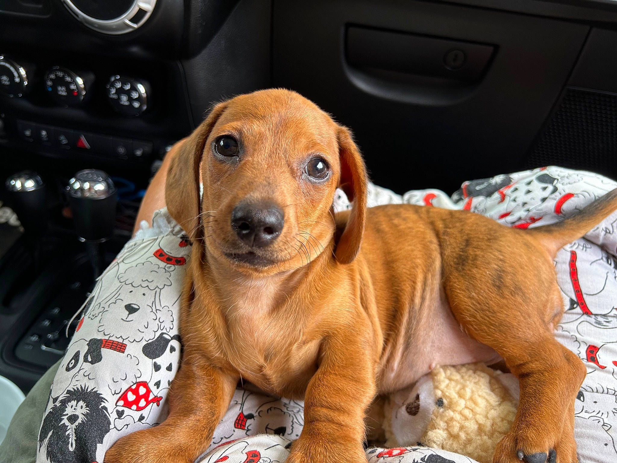Buttercup is registered to the contest to win money with this photo: auto_part, automotive_design, automotive_exterior, automotive_mirror, car, car_seat, carnivore, comfort, companion_dog, dog, dog_breed, dog_supply, fawn, hubcap, liver, sporting_group, vehicle, vehicle_door, whiskers, working_animal