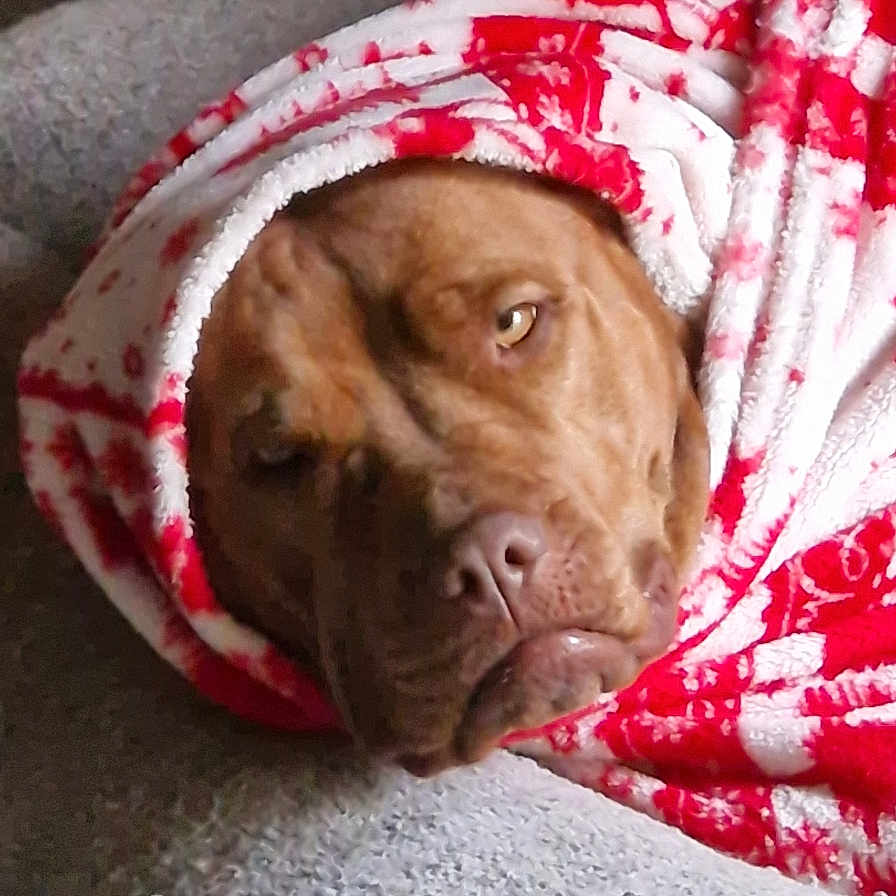 Loknes participe au concours pour gagner de l'argent avec cette photo : animal, bed, blanket, brown_dog, canine, comfort, cozy, cute, dog, expression, fur, indoor, laying_down, pet, portrait, relaxed, resting, snug, warm, wrapped