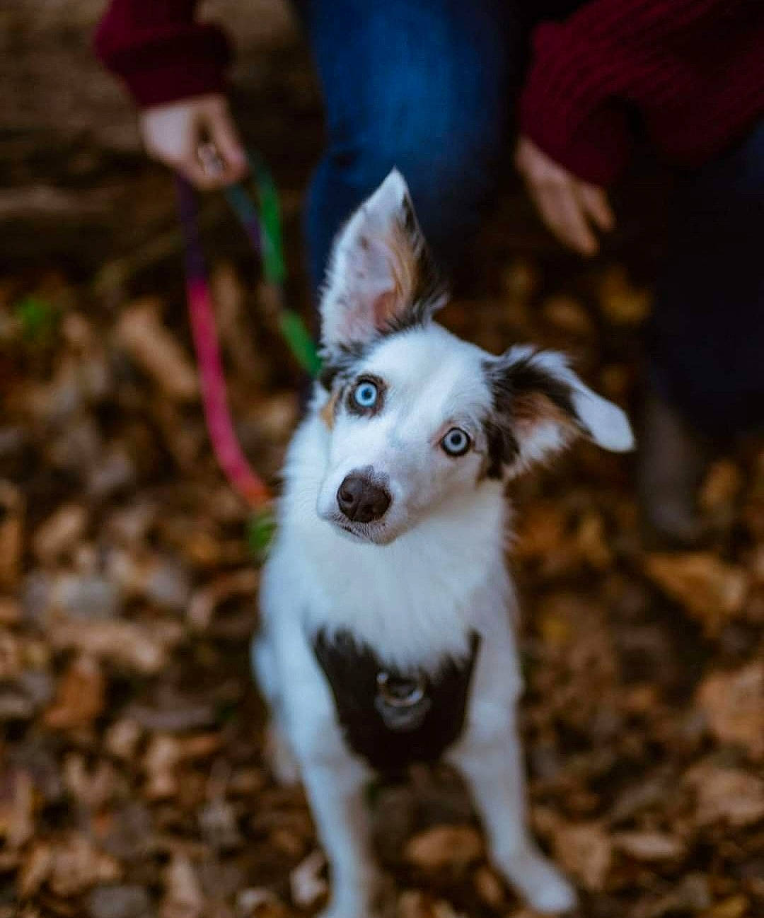 Dewey is registered to the contest to win money with this photo: ancient_dog_breeds, canidae, carnivore, companion_dog, dog, dog_breed, dog_clothes, dog_sports, dog_supply, fawn, fur, pack_animal, sled_dog, soil, sporting_group, tail, terrestrial_animal, toy_dog, working_animal, working_dog