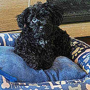 Zack joined the competition — help win amazing prizes! animal, black_dog, blue_bed, bone_pattern, canine, cozy, curly_fur, cute, dog, dog_bed, domestic_animal, fur, indoor, paw_prints, pet, pet_bed, resting, small_dog, wood_cabinet, wood_floor