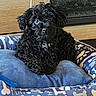 animal, black_dog, blue_bed, bone_pattern, canine, cozy, curly_fur, cute, dog, dog_bed, domestic_animal, fur, indoor, paw_prints, pet, pet_bed, resting, small_dog, wood_cabinet, wood_floor