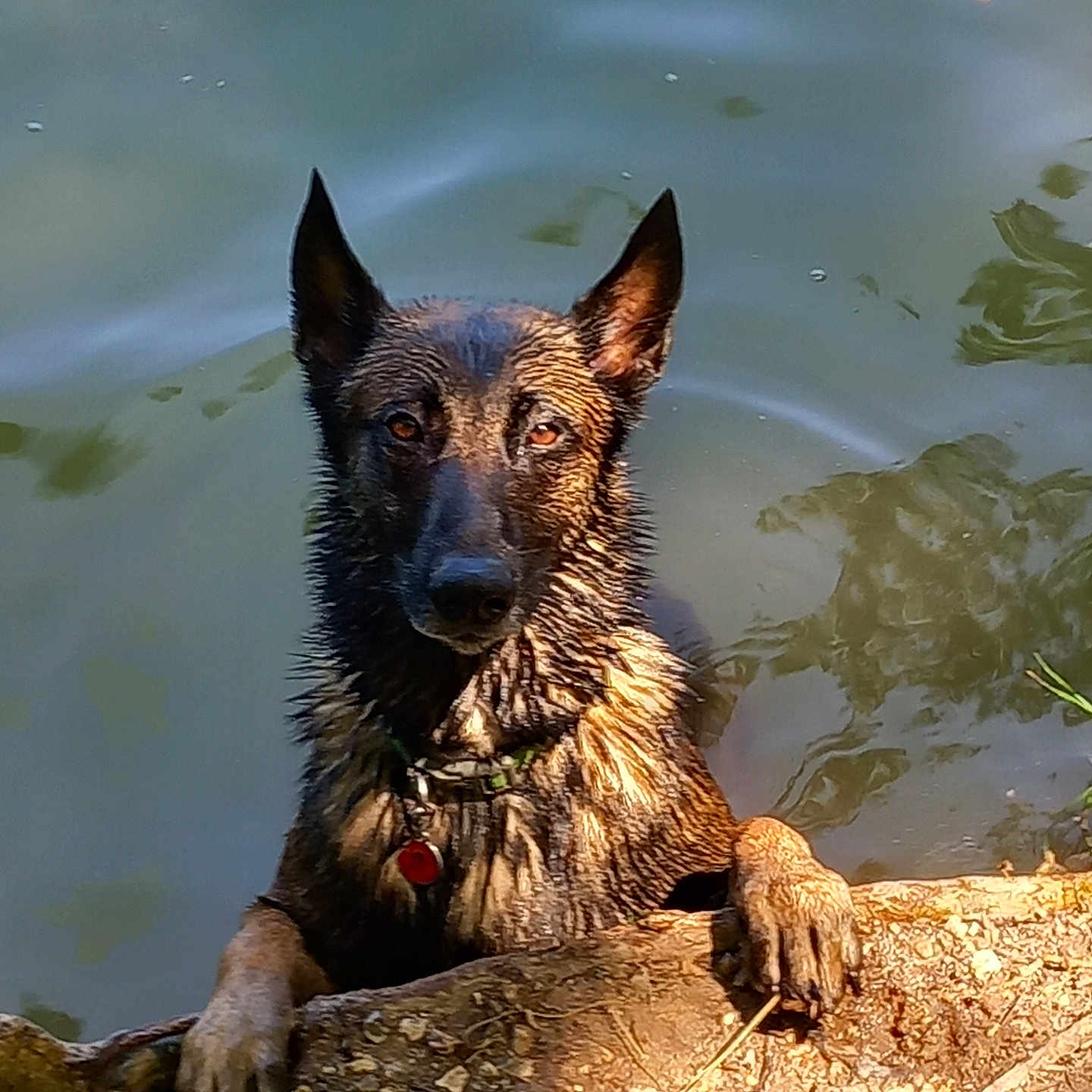 Django participe au concours pour gagner de l'argent avec cette photo : animal, canine, dog, fish, germanshepherd, nature, outdoors, pet, policedog, puppy, ripple, sealife, terrier, water