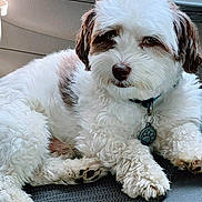 Monty joined the competition — help win amazing prizes! dog, fluffy, white, brown, pet, collar, paw_tag, car_seat, indoor, relaxed, cute, animal, mammal, fur, portrait, companion, loyal, friendly, domestic_animal, resting