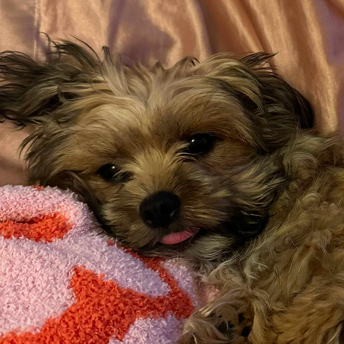 Pippin is registered to the contest to win money with this photo: dog, puppy, fluffy, tongue_out, blanket, cozy, resting, cute, pet, fur, closeup, indoors, relaxed, sleepy, animal, companion, snuggle, soft, face, cute_pet