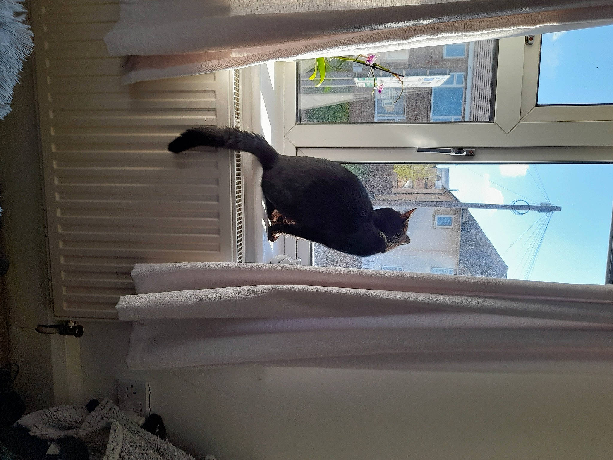 Harry is registered to the contest to win money with this photo: building, ceiling, comfort, felidae, fixture, floor, flooring, grey, hardwood, house, interior_design, line, shade, small_to_medium_sized_cats, tail, tints_and_shades, window, window_covering, window_treatment, wood