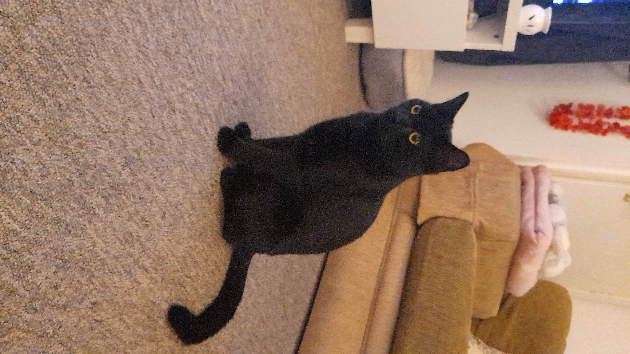 Harry is registered to the contest to win money with this photo: black_cat, carnivore, cat, chair, comfort, domestic_short_haired_cat, felidae, flooring, fur, hardwood, room, shadow, small_to_medium_sized_cats, tail, terrestrial_animal, whiskers, window, wood