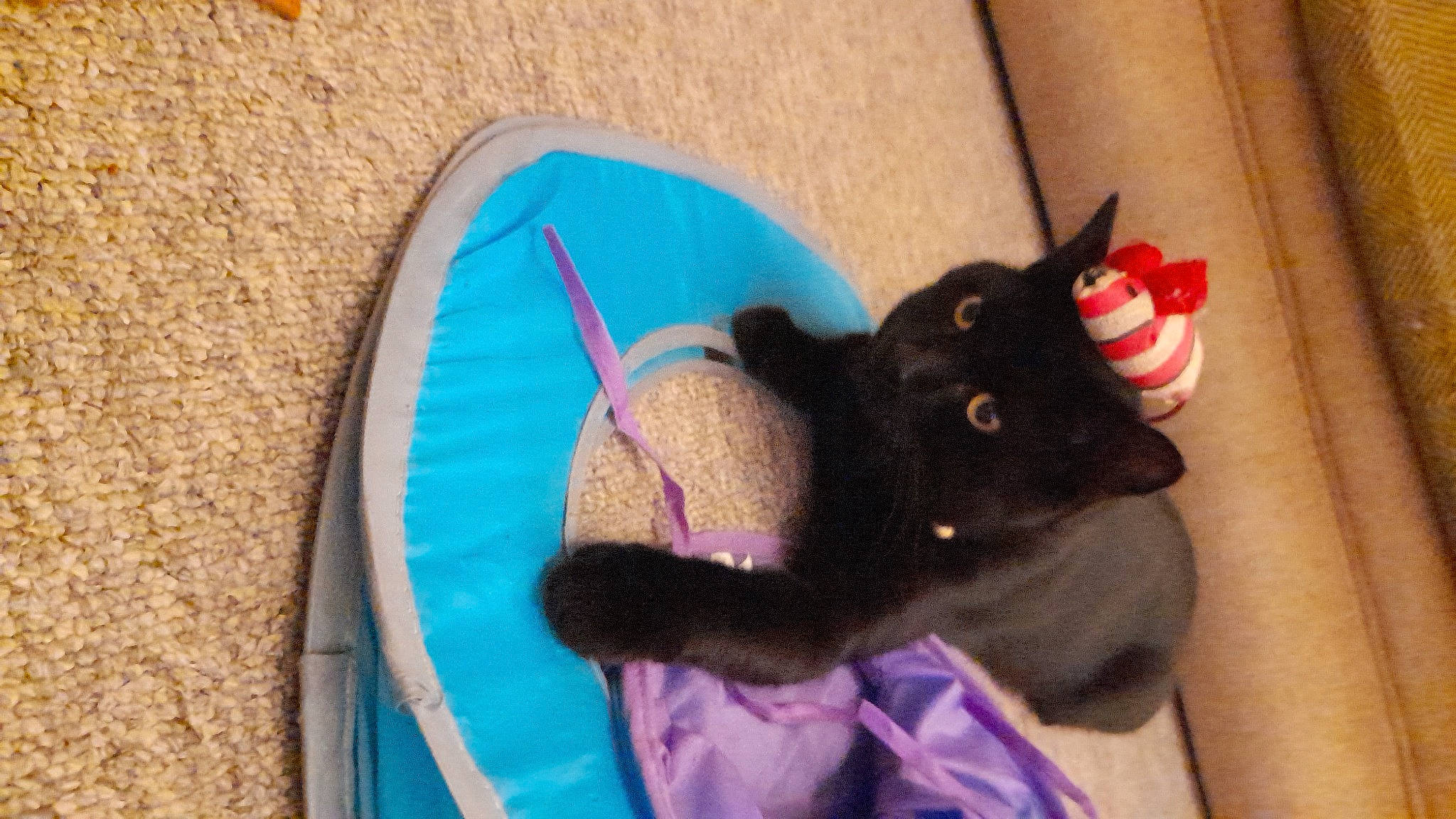 Harry joined the competition — help win amazing prizes! bag, carmine, carnivore, comfort, companion_dog, dog_breed, electric_blue, fashion_accessory, fawn, felidae, fur, magenta, pink, small_to_medium_sized_cats, stuffed_toy, tail, thread, toy, whiskers, woolen