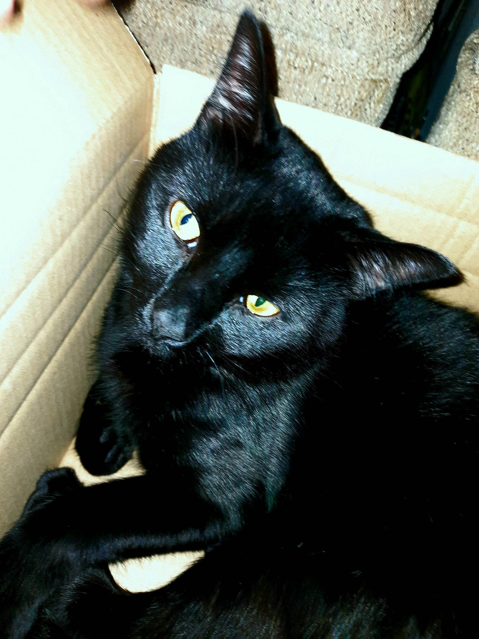 Harry joined the competition — help win amazing prizes! black_cat, bombay, carnivore, cat, claw, comfort, couch, domestic_short_haired_cat, ear, felidae, fur, havana_brown, sleeper_chair, small_to_medium_sized_cats, snout, studio_couch, terrestrial_animal, whiskers, working_animal