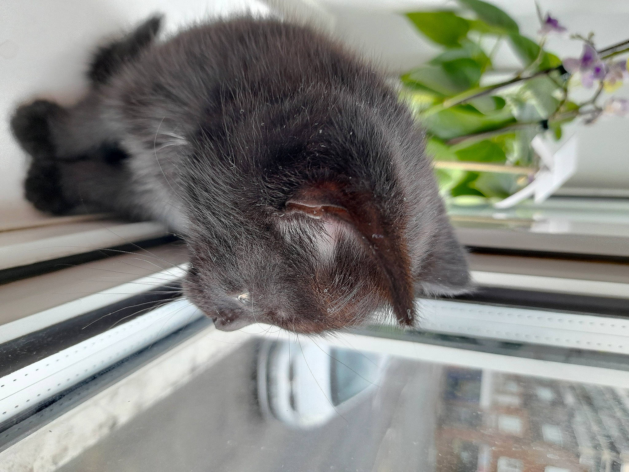 Bow joined the competition — help win amazing prizes! carnivore, cat, claw, comfort, domestic_short_haired_cat, felidae, flower, flowerpot, fur, houseplant, liver, plant, small_to_medium_sized_cats, snout, tail, terrestrial_animal, whiskers