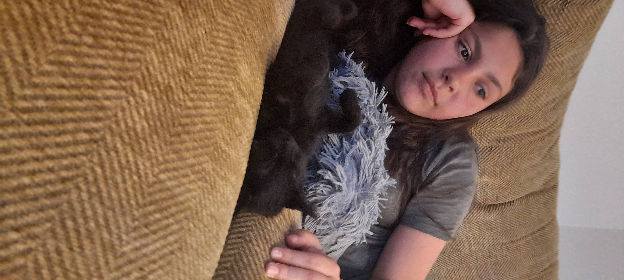 Bow joined the competition — help win amazing prizes! carnivore, comfort, companion_dog, dog_breed, ear, fawn, felidae, finger, fur, gesture, hand, long_hair, mammal, neck, skin, small_to_medium_sized_cats, textile, vertebrate, whiskers, wrist