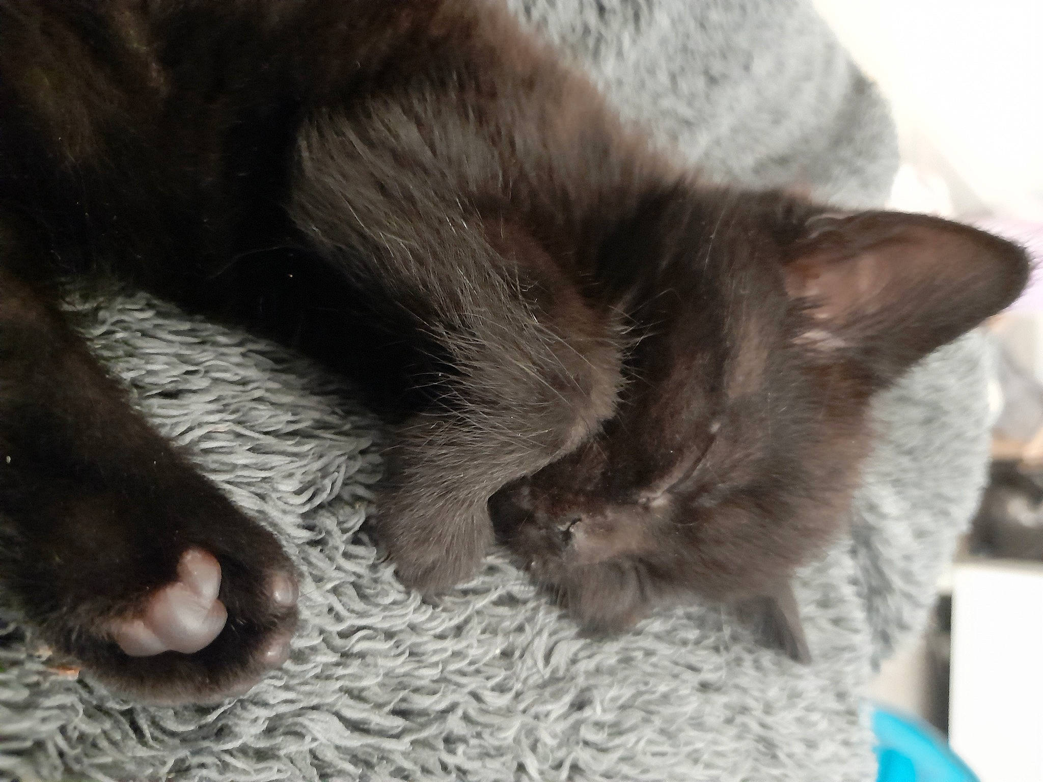 Bow joined the competition — help win amazing prizes! carnivore, cat, cat_supply, claw, comfort, domestic_short_haired_cat, ear, felidae, fur, grey, nap, paw, russian_blue, sleep, small_to_medium_sized_cats, snout, terrestrial_animal, whiskers