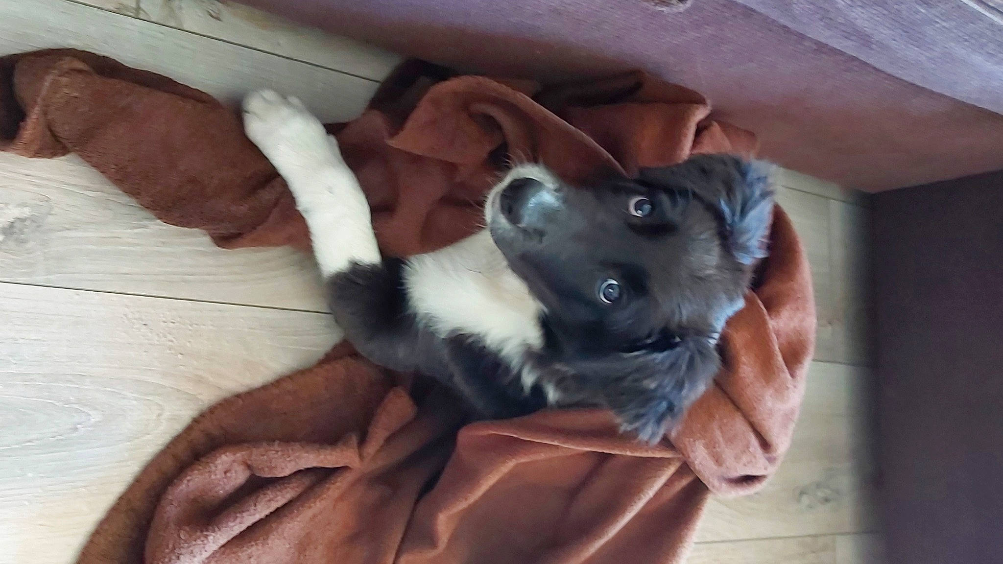 Easy participe au concours pour gagner de l'argent avec cette photo : canidae, carnivore, comfort, companion_dog, dog, dog_breed, ear, fawn, felidae, finger, fur, gesture, paw, small_to_medium_sized_cats, snout, sporting_group, tail, toy_dog, whiskers, working_animal