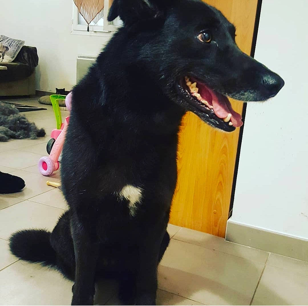 Krystal a rejoint le concours — aidez-le/la à gagner de superbes lots ! borador, canidae, carnivore, collar, companion_dog, dog, dog_breed, dog_collar, dog_supply, flooring, fur, guard_dog, natural_material, pet_supply, snout, sporting_group, tail, whiskers, working_dog