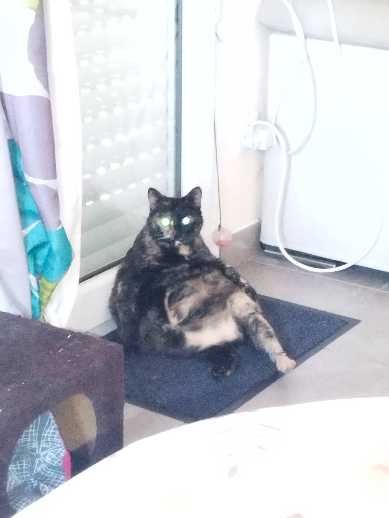 Crevette participe au concours pour gagner de l'argent avec cette photo : bed, bedding, carnivore, cat, chair, comfort, couch, felidae, floor, flooring, grey, hardwood, house, linens, living_room, small_to_medium_sized_cats, table, tail, whiskers, wood