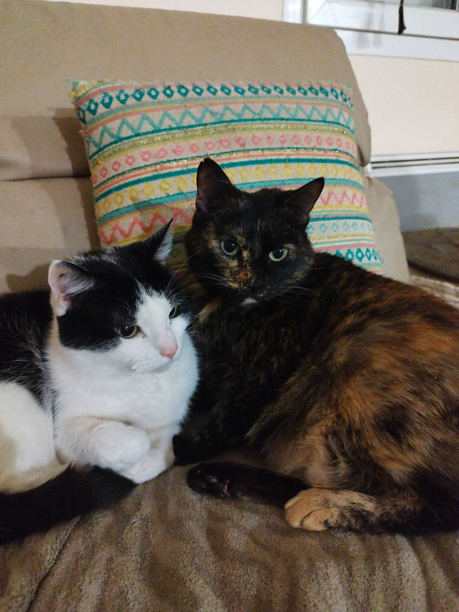 Crevette participe au concours pour gagner de l'argent avec cette photo : bed, bedding, black_cat, box, carnivore, cat, comfort, couch, domestic_short_haired_cat, felidae, fur, grey, linens, mammal, pillow, small_to_medium_sized_cats, tail, throw_pillow, vertebrate, whiskers