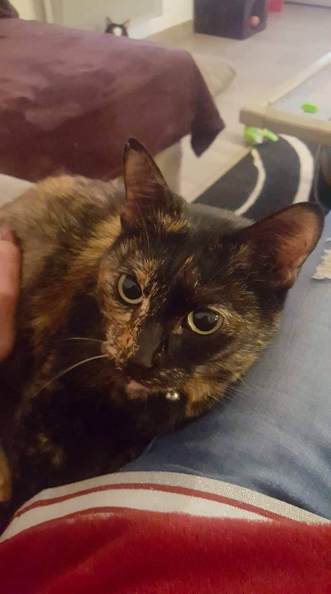 Crevette a rejoint le concours — aidez-le/la à gagner de superbes lots ! carnivore, cat, comfort, domestic_short_haired_cat, ear, fawn, felidae, fur, small_to_medium_sized_cats, snout, whiskers