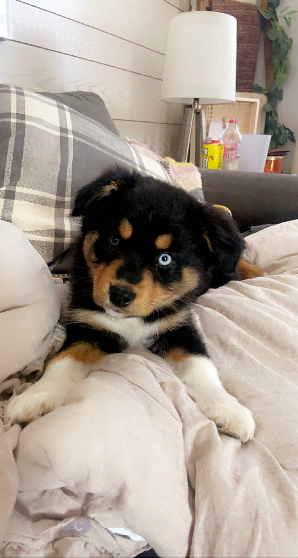 Indy is registered to the contest to win money with this photo: bed, carnivore, comfort, companion_dog, couch, dog, dog_breed, flowerpot, fur, houseplant, linens, living_room, pattern, plaid, plant, room, tartan, toy_dog, whiskers, working_animal