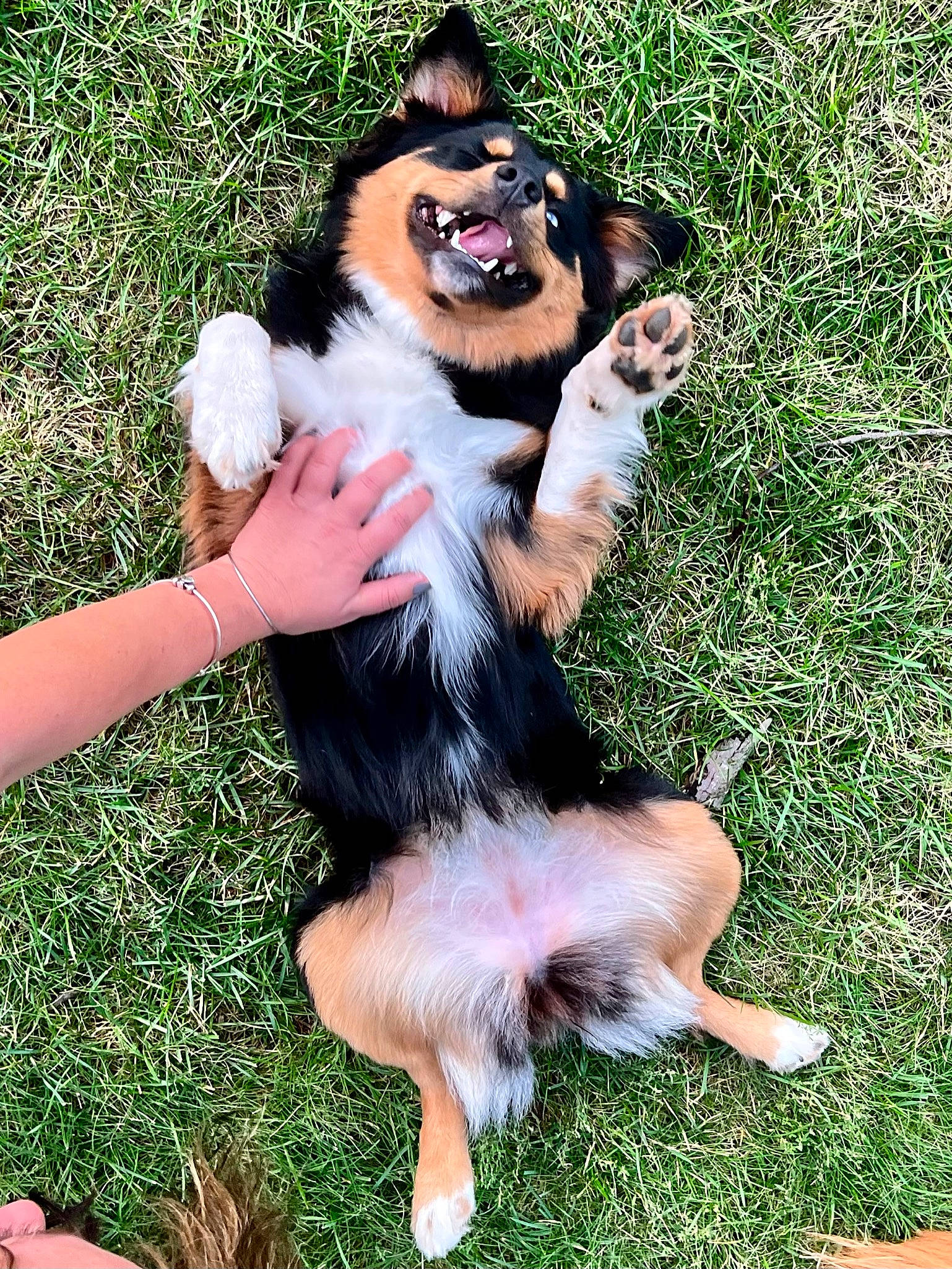 Indy is registered to the contest to win money with this photo: canidae, carnivore, companion_dog, dog_breed, foot, fur, grass, happy, paw, people_in_nature, primate, sitting, sporting_group, tail, terrestrial_animal, working_dog