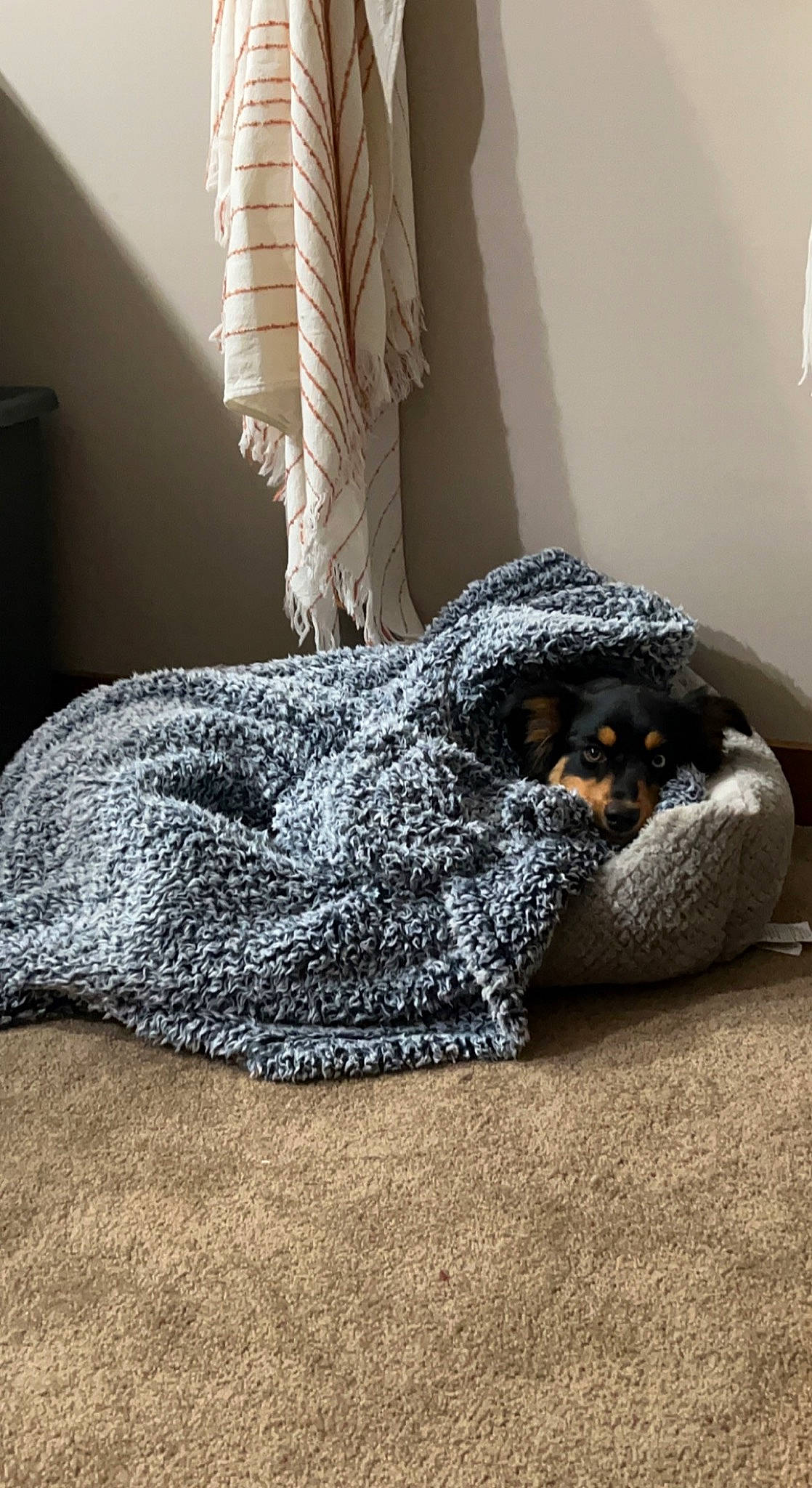 Indy is registered to the contest to win money with this photo: bed_sheet, bedding, bedroom, canidae, carnivore, carpet, comfort, companion_dog, dog, dog_breed, floor, flooring, fur, grey, linens, pattern, room, sporting_group, textile, wood