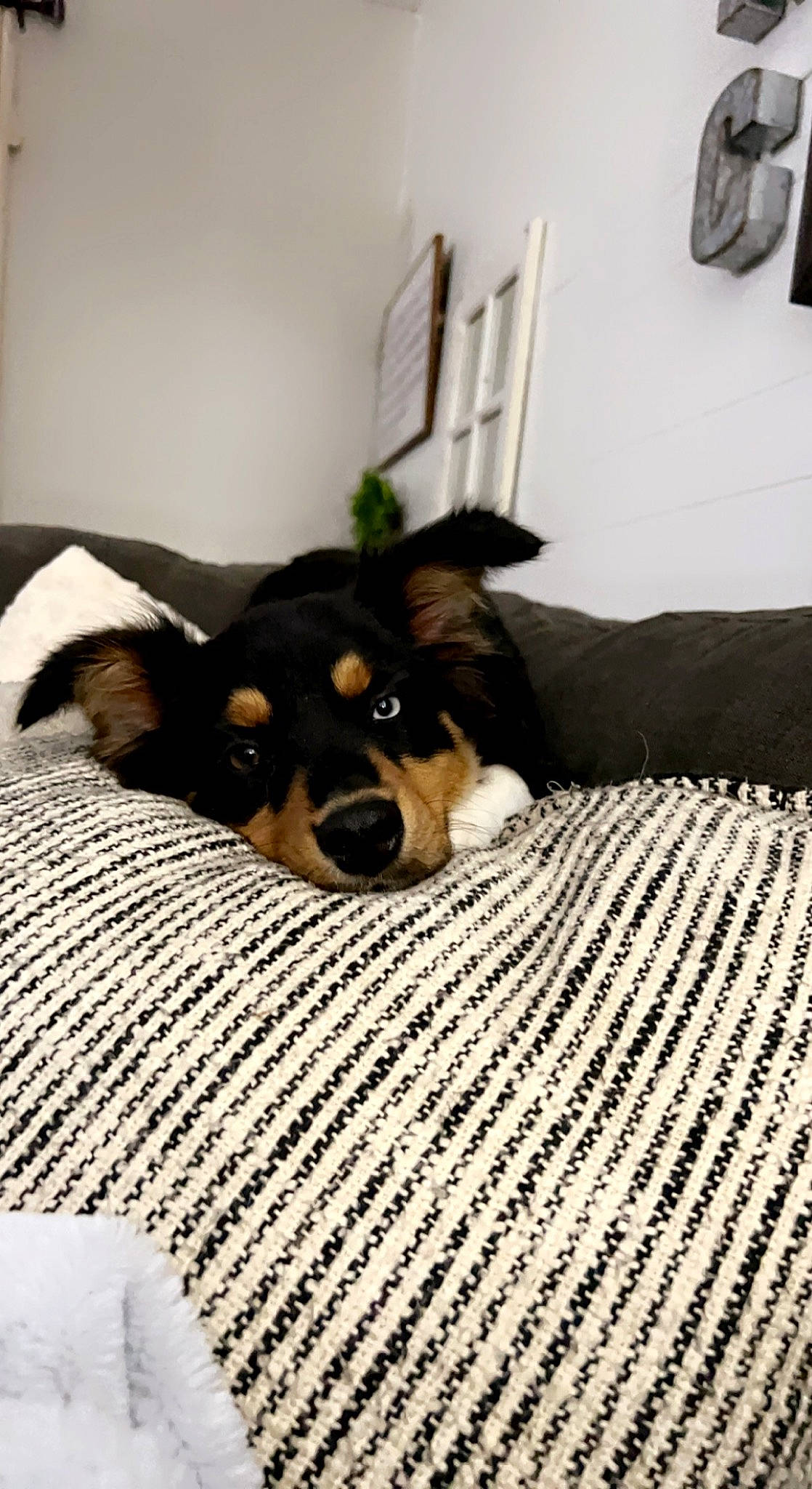 Indy joined the competition — help win amazing prizes! bedding, carnivore, comfort, companion_dog, dog, dog_breed, fawn, floor, flooring, fur, hardwood, linens, paw, room, sporting_group, terrestrial_animal, toy_dog, whiskers, wood, working_animal