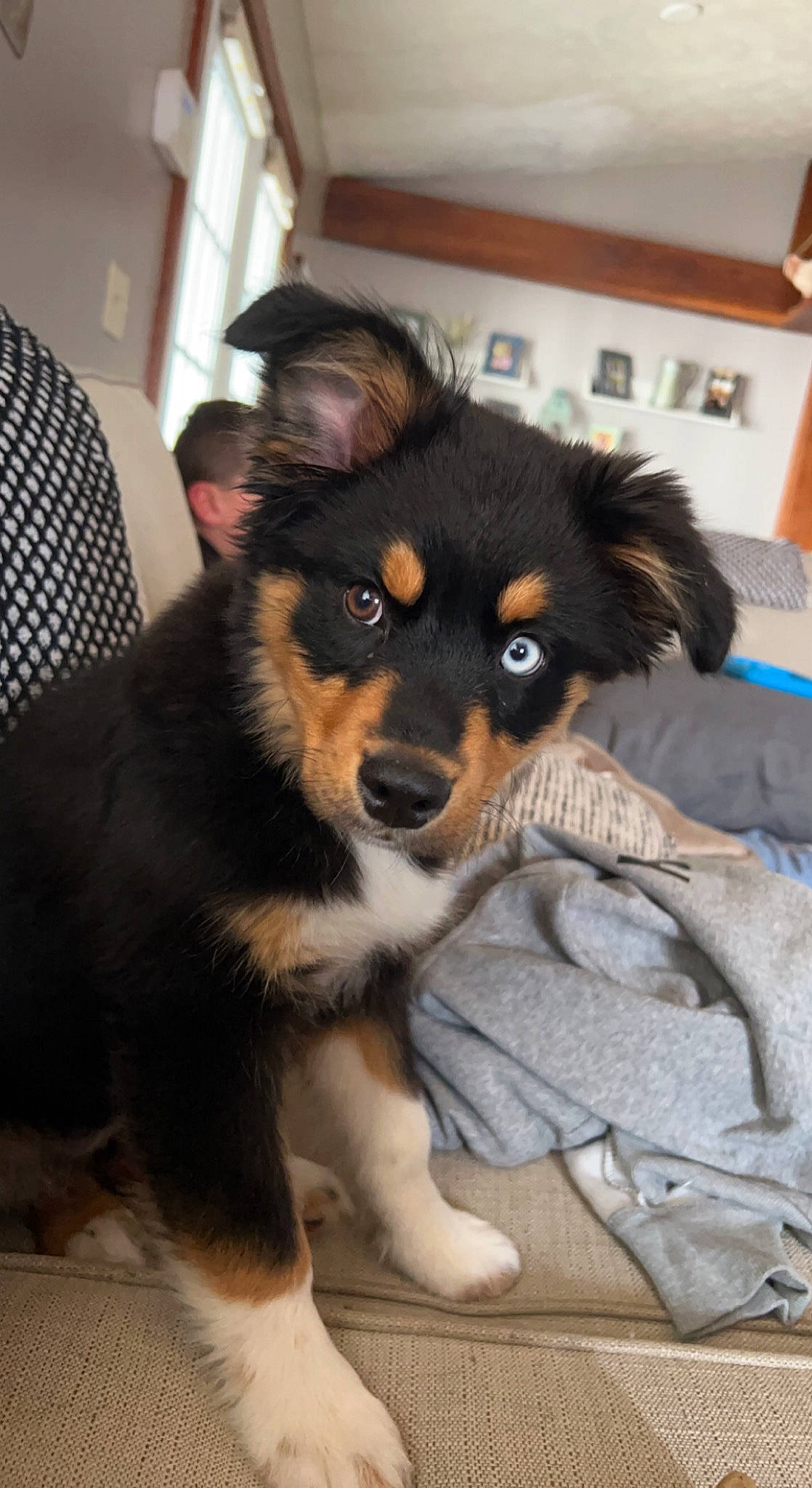 Indy joined the competition — help win amazing prizes! canidae, carnivore, companion_dog, dog, dog_breed, ear, flooring, fur, herding_dog, paw, picture_frame, snout, sporting_group, terrestrial_animal, toy_dog, whiskers, working_animal, working_dog