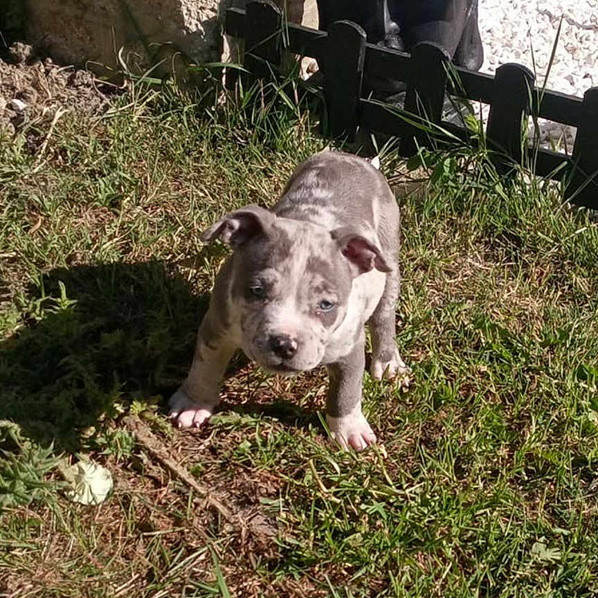 Tara