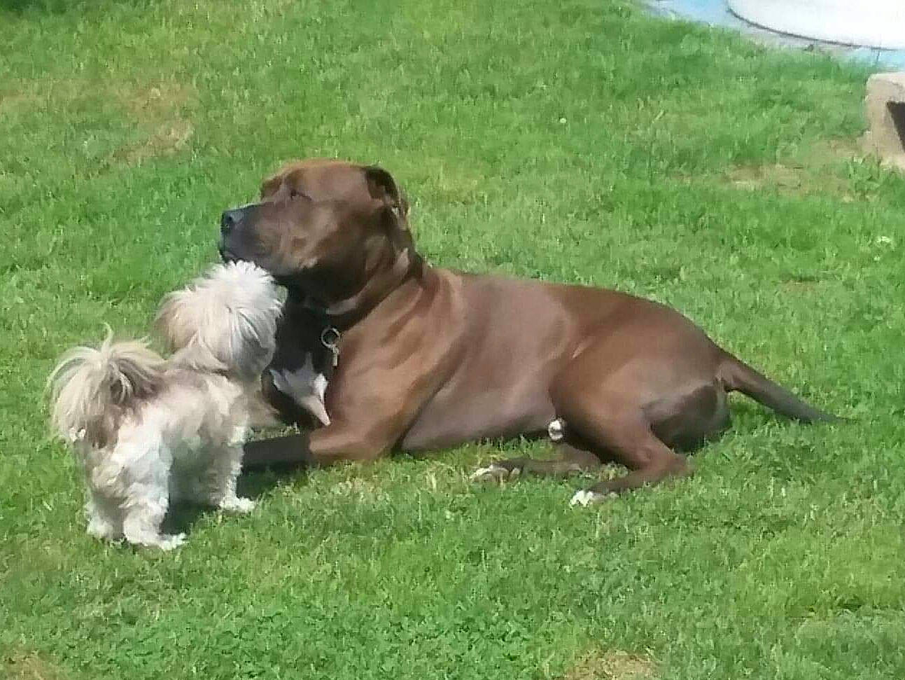 Oden Edward Yerian joined the competition — help win amazing prizes! boerboel, border_terrier, canidae, carnivore, companion_dog, dog, dog_breed, fawn, grass, lhasa_apso, liver, mammal, non_sporting_group, puppy, shih_tzu, sporting_group, vertebrate