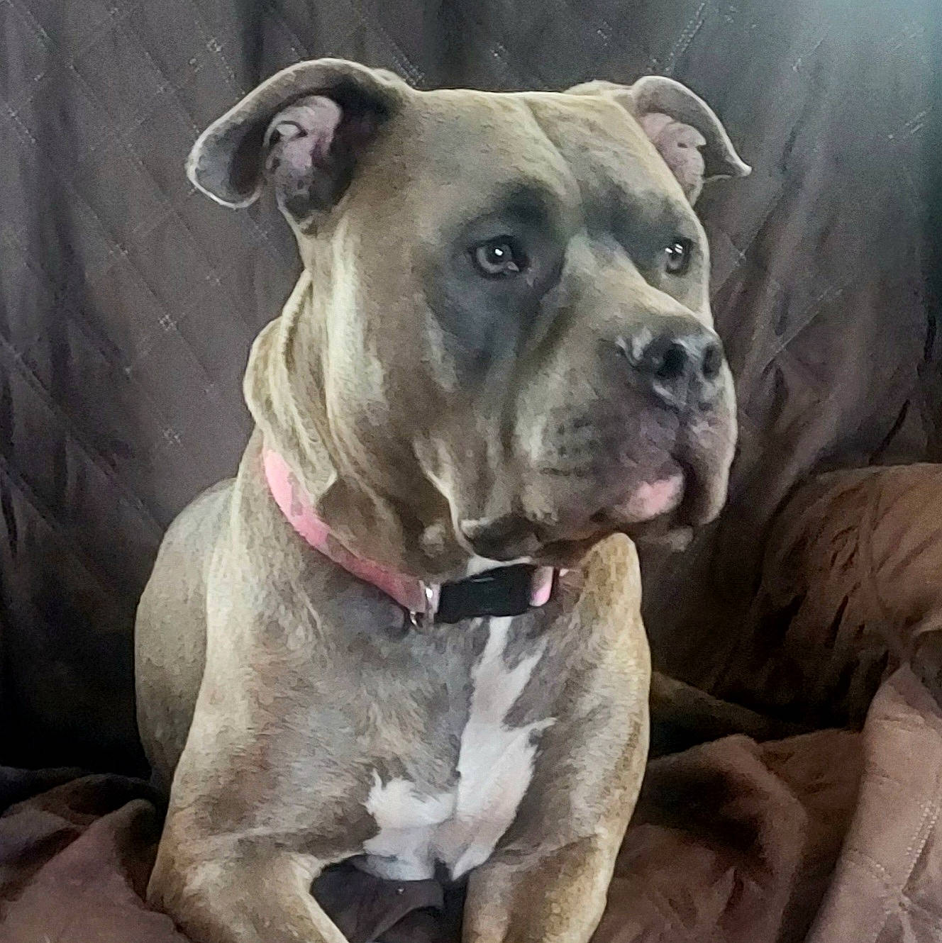 Freya Nicole Yerian joined the competition — help win amazing prizes! canidae, carnivore, collar, companion_dog, dog, dog_breed, dog_collar, ear, fawn, metal, molosser, non_sporting_group, pet_supply, snout, sporting_group, terrestrial_animal, whiskers, working_animal, working_dog, wrinkle