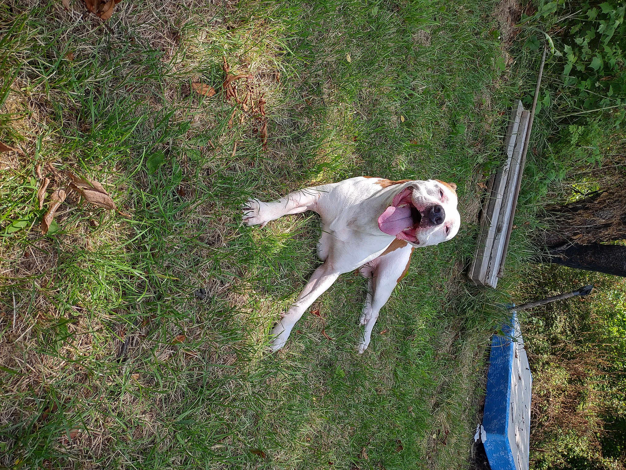 Freya